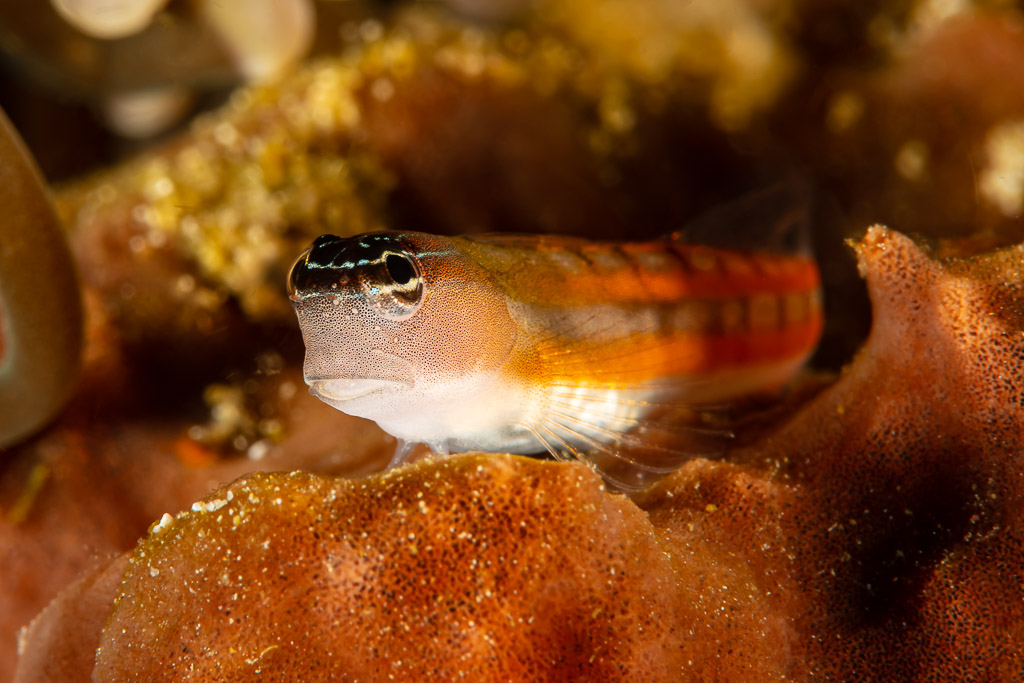 Coralblenny with orange stripes resting on an orange sponge, Raja Ampat, Indonesia