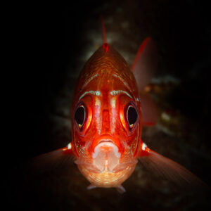 Red soldierfish facing the camera on black background, Raja Ampat, Indonesia