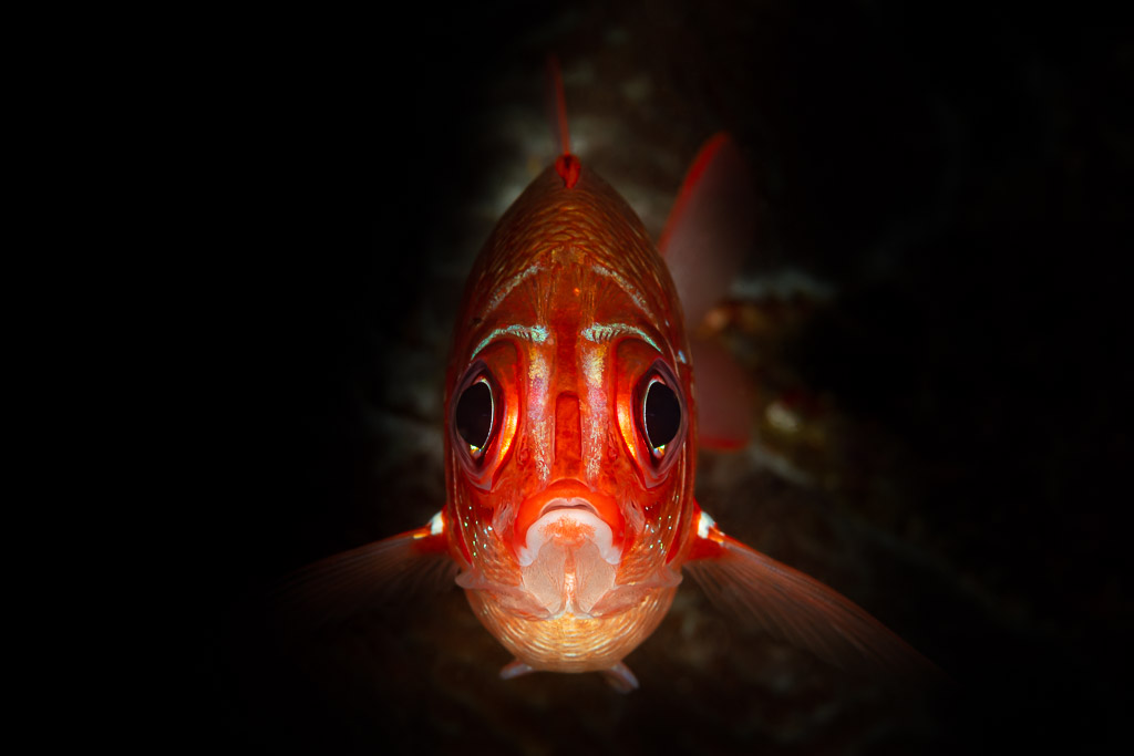 Red soldierfish facing the camera on black background, Raja Ampat, Indonesia