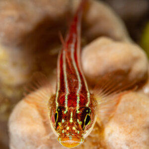 Striped triplefin perched on pale coral, vertical framing, Raja Ampat, Indonesia