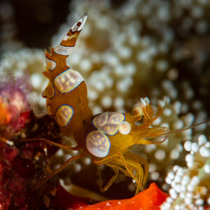 Sexy shrimp among white anemone tentacles, Raja Ampat, Indonesia