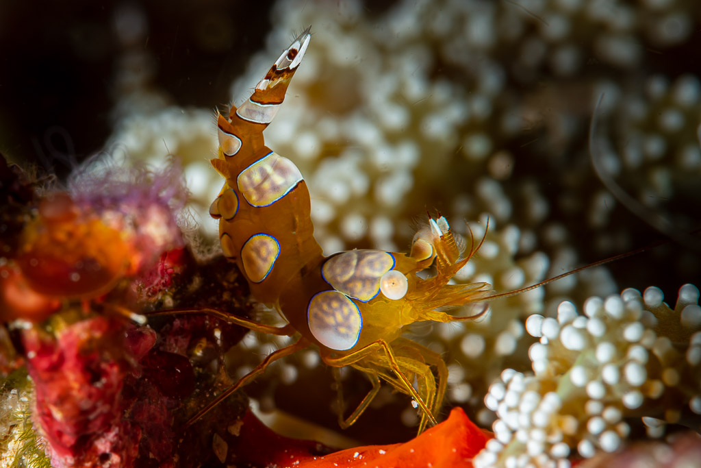 Sexy shrimp among white anemone tentacles, Raja Ampat, Indonesia