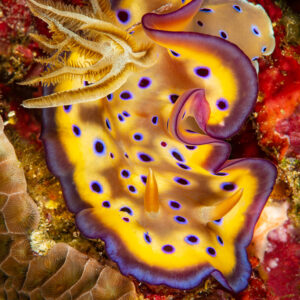 Kunie's chromodoris nudibranch with blue spots and frilly purple edge, Raja Ampat, Indonesia