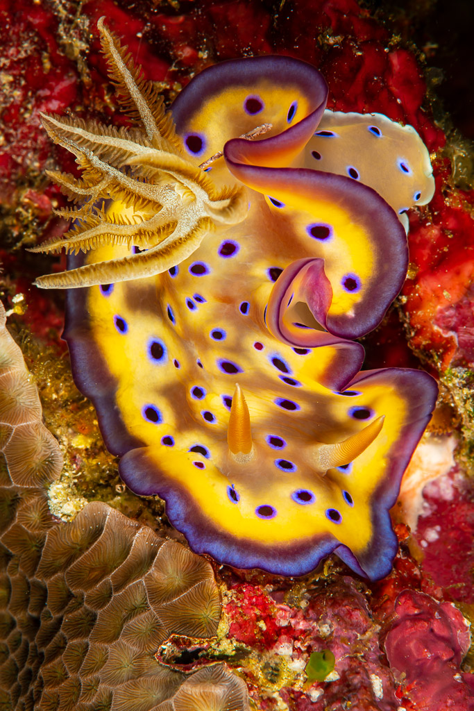 Kunie's chromodoris nudibranch with blue spots and frilly purple edge, Raja Ampat, Indonesia