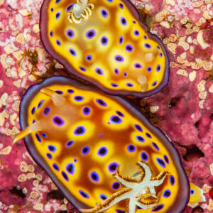 Two Kunie's chromodoris nudibranchs side by side on pink encrusted rock, Raja Ampat, Indonesia