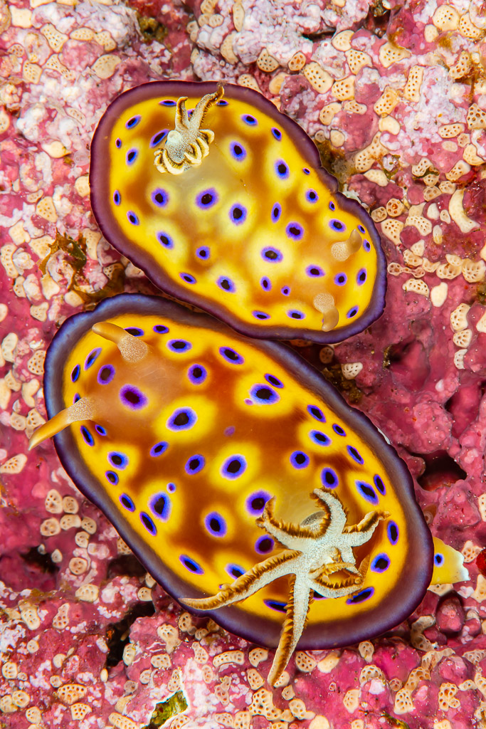 Two Kunie's chromodoris nudibranchs side by side on pink encrusted rock, Raja Ampat, Indonesia