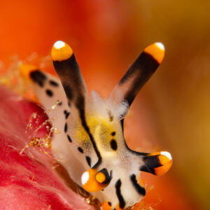 Painted thecacera nudibranch with orange-tipped rhinophores, vertical framing, Raja Ampat, Indonesia