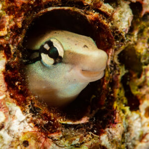 False cleanerfish peering out of a tube hole, Raja Ampat, Indonesia