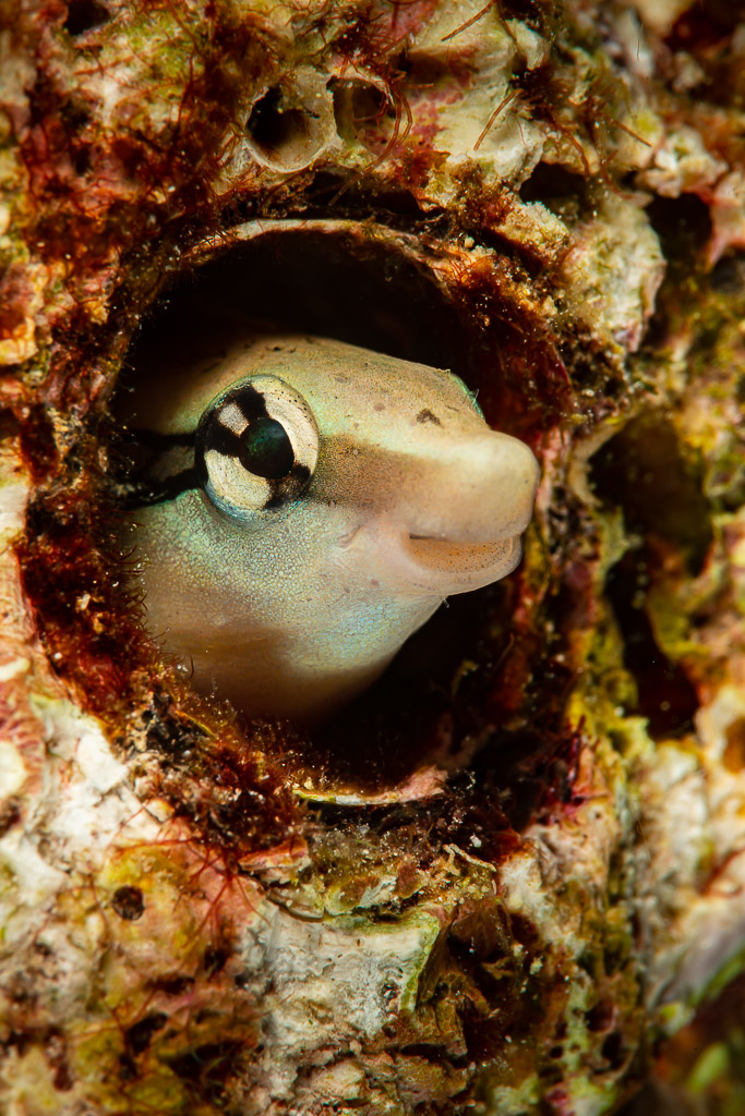 False cleanerfish peering out of a tube hole, Raja Ampat, Indonesia