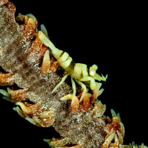 Yellow whip coral shrimp on a whip coral on black background, Raja Ampat, Indonesia