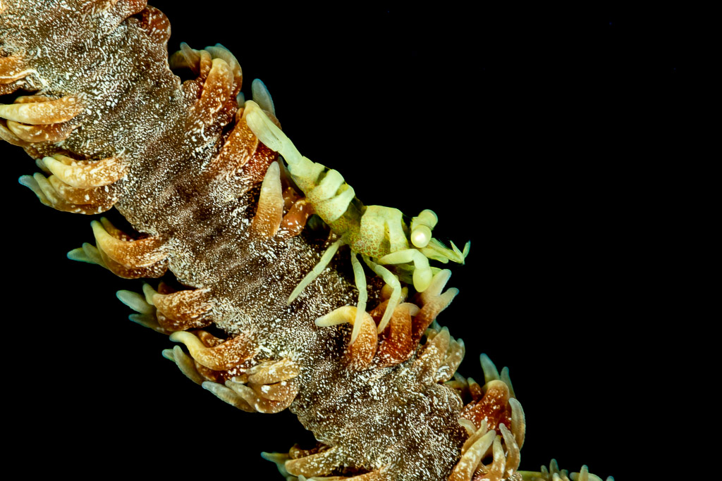 Yellow whip coral shrimp on a whip coral on black background, Raja Ampat, Indonesia