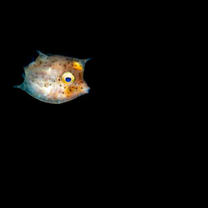Juvenile thornback cowfish in black water at night, Raja Ampat, Indonesia