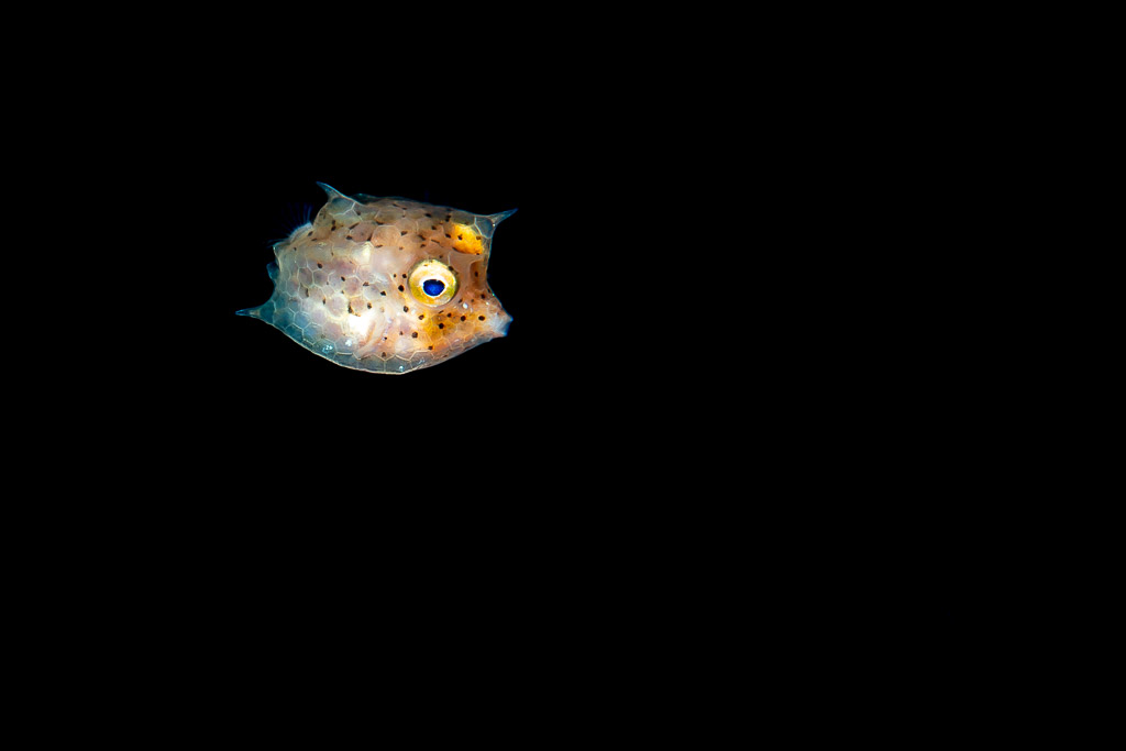 Juvenile thornback cowfish in black water at night, Raja Ampat, Indonesia