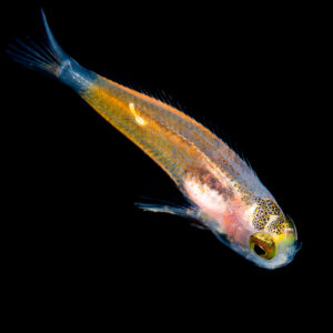 Juvenile translucent fish with orange body in black water, Raja Ampat, Indonesia
