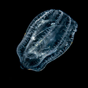 Transparent comb jelly drifting in black water at night, Raja Ampat, Indonesia