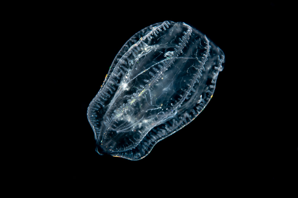 Transparent comb jelly drifting in black water at night, Raja Ampat, Indonesia