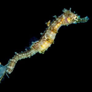 Juvenile tigertail seahorse holding a piece of plastic in black water, Raja Ampat, Indonesia