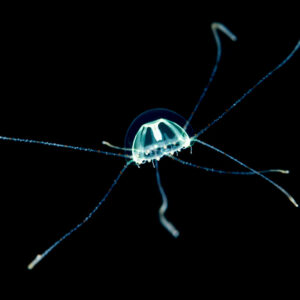 Tiny transparent jellyfish with long tentacles in black water, Raja Ampat, Indonesia