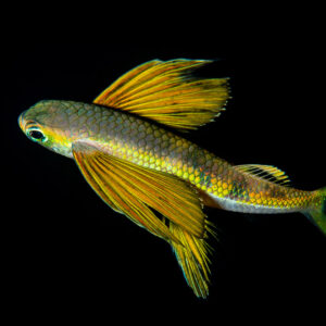 Juvenile flyingfish spreading its yellow pectoral fins in black water, Raja Ampat, Indonesia