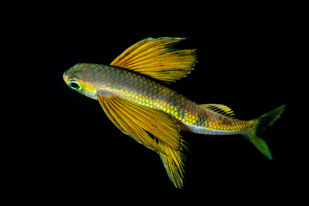 Juvenile flyingfish spreading its yellow pectoral fins in black water, Raja Ampat, Indonesia