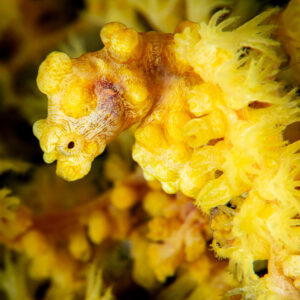 Yellow pygmy seahorse among gorgonian polyps, head in profile, Raja Ampat, Indonesia