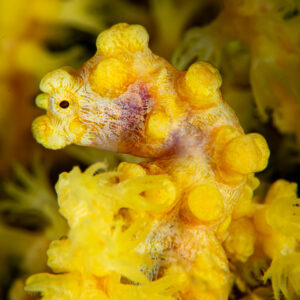 Yellow pygmy seahorse on gorgonian, vertical framing, Raja Ampat, Indonesia