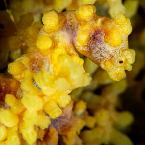 Yellow pygmy seahorse looking right, tight close-up, Raja Ampat, Indonesia