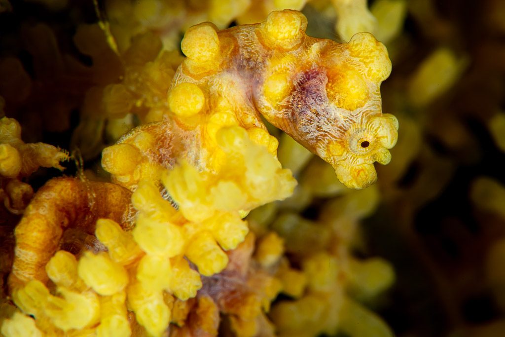 Yellow pygmy seahorse looking right, tight close-up, Raja Ampat, Indonesia