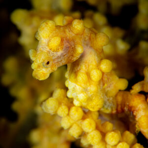 Yellow pygmy seahorse looking left, curled tail visible below, Raja Ampat, Indonesia