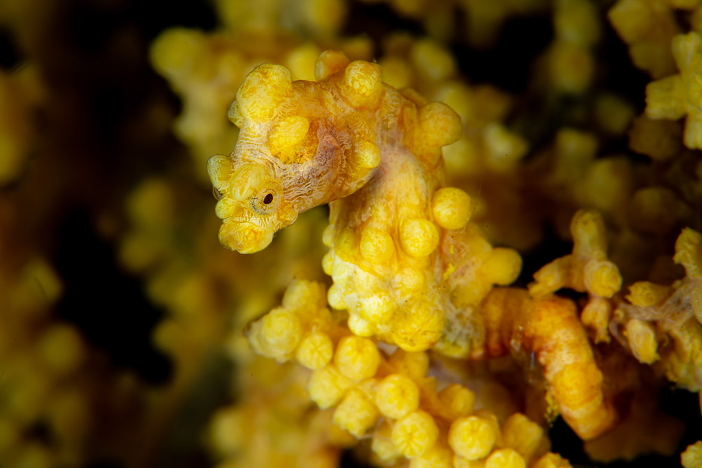 Yellow pygmy seahorse looking left, curled tail visible below, Raja Ampat, Indonesia
