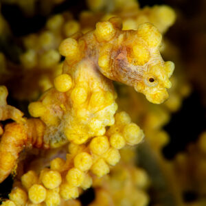 Yellow pygmy seahorse in profile facing right with its tail on a branch, Raja Ampat, Indonesia