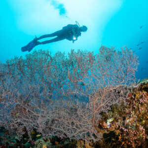 Woman diver swimming over a huge pink gorgonian sea fan, Raja Ampat, Indonesia