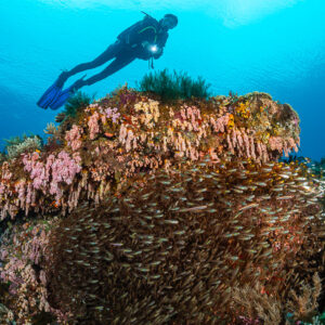 Woman diver above a school of glassfish beside a reef pinnacle, Raja Ampat, Indonesia
