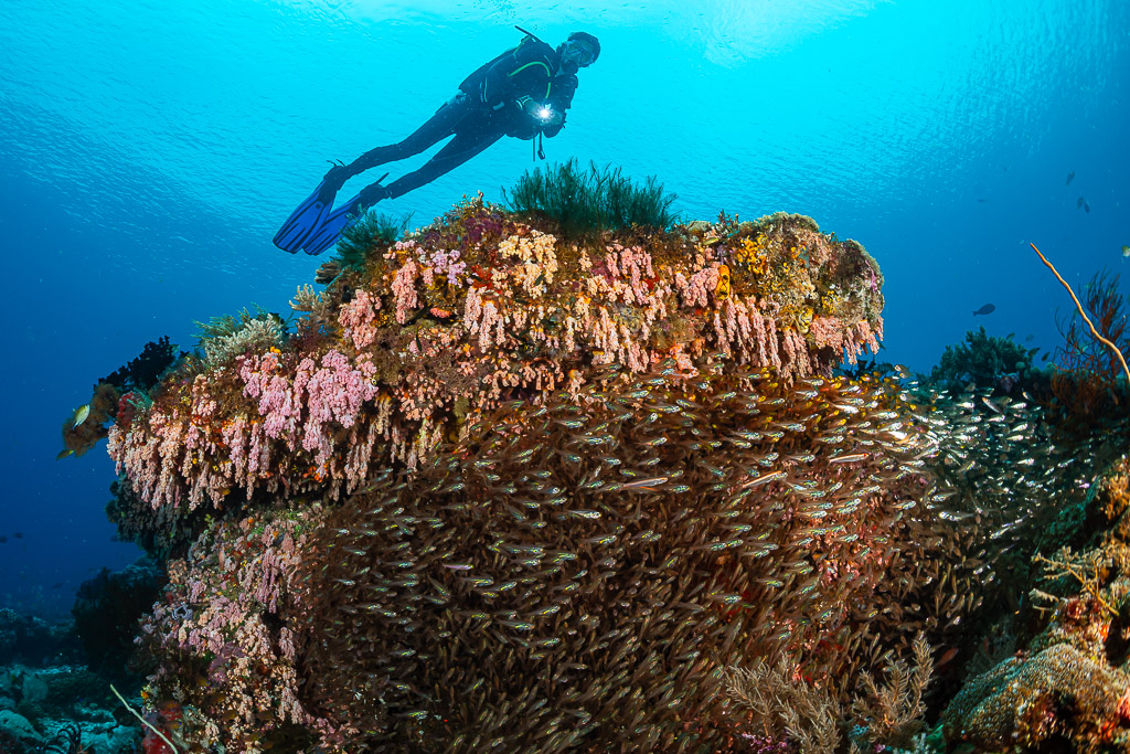 Woman diver above a school of glassfish beside a reef pinnacle, Raja Ampat, Indonesia
