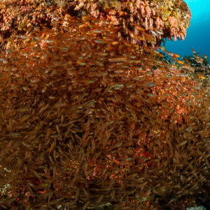 Dense school of glassfish under a coral overhang, Raja Ampat, Indonesia