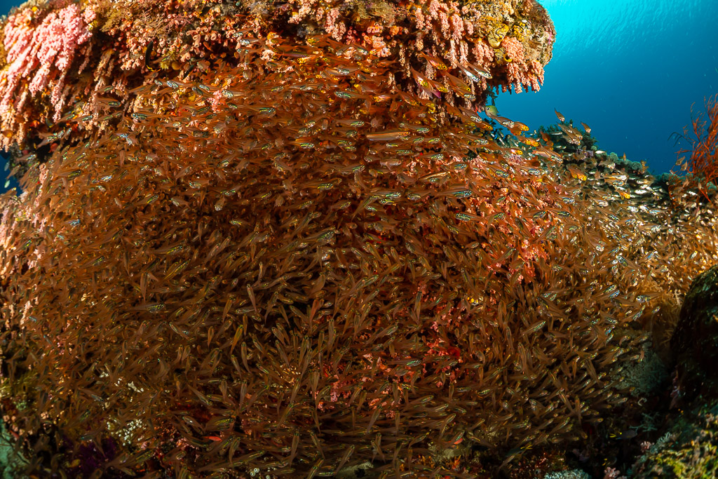 Dense school of glassfish under a coral overhang, Raja Ampat, Indonesia