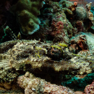 Crocodile flathead camouflaged on the reef bottom, Raja Ampat, Indonesia
