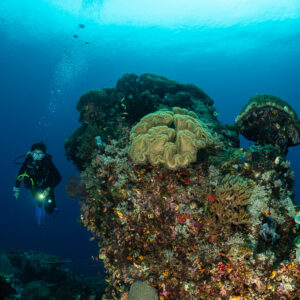 Woman diver beside a coral pinnacle with sunlit surface above, Kri Island, Raja Ampat, Indonesia