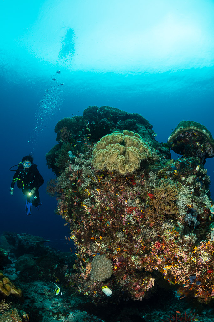 Woman diver beside a coral pinnacle with sunlit surface above, Kri Island, Raja Ampat, Indonesia