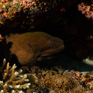 Giant moray emerging from a reef overhang, Raja Ampat, Indonesia