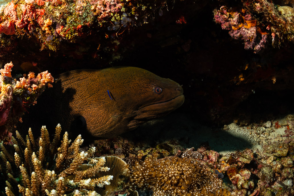 Giant moray emerging from a reef overhang, Raja Ampat, Indonesia