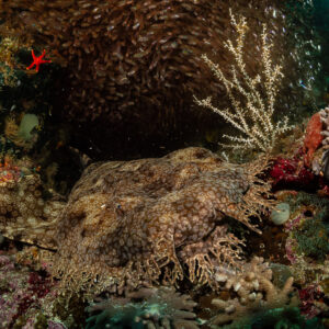 Tasseled wobbegong shark resting on the reef under glassfish, Raja Ampat, Indonesia