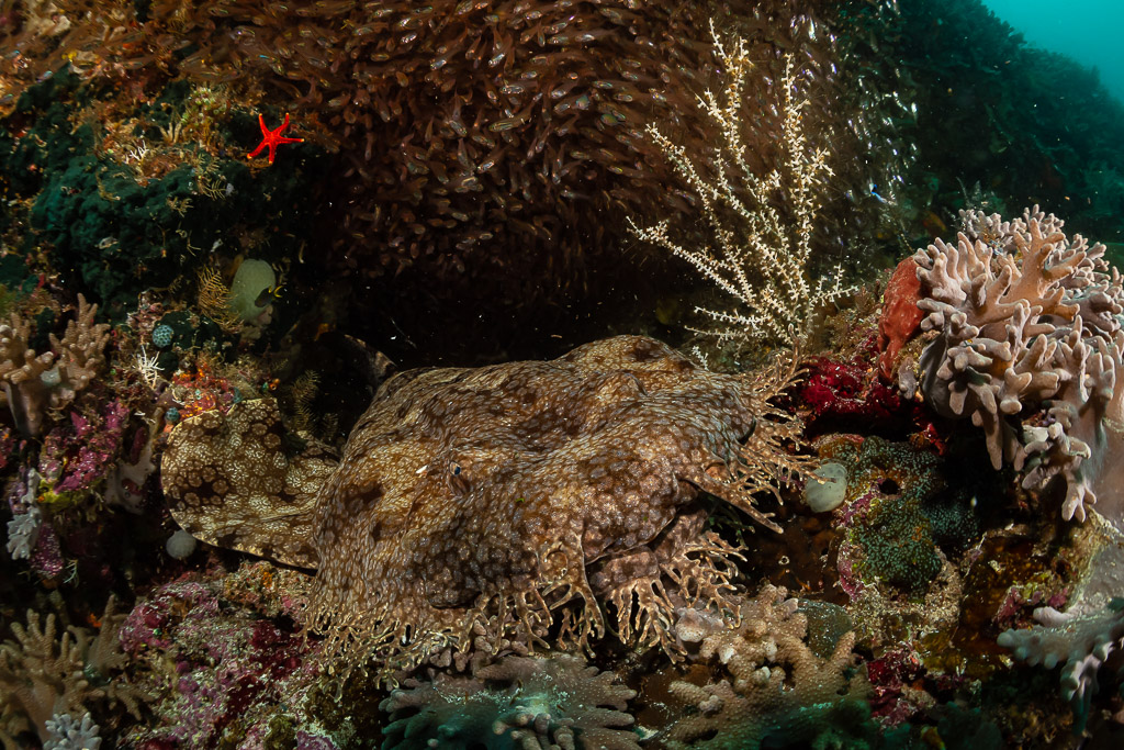 Requin-tapis barbu posé sur le récif sous des poissons de verre, Raja Ampat, Indonésie