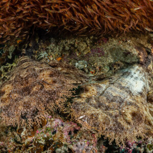 Two tasseled wobbegong sharks lying together under a coral ledge, Raja Ampat, Indonesia