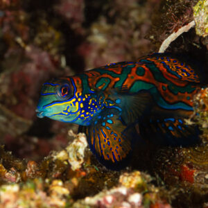 Mandarinfish among coral rubble at dusk, head toward camera, Raja Ampat, Indonesia