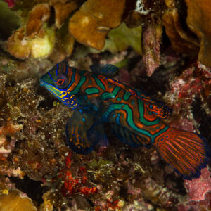 Mandarinfish in profile showing its patterned tail fin, Raja Ampat, Indonesia