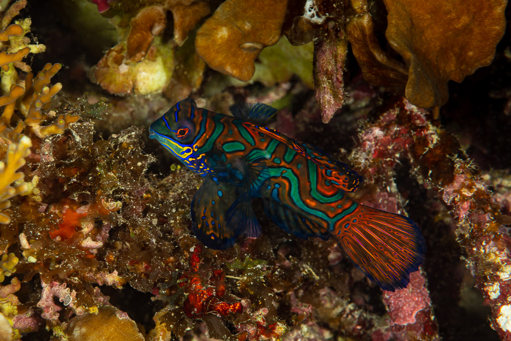 Mandarinfish in profile showing its patterned tail fin, Raja Ampat, Indonesia