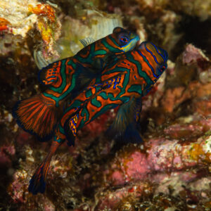 Pair of mandarinfish side by side among coral at dusk, Raja Ampat, Indonesia