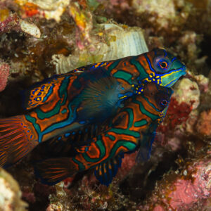 Pair of mandarinfish close together, facing right, Raja Ampat, Indonesia