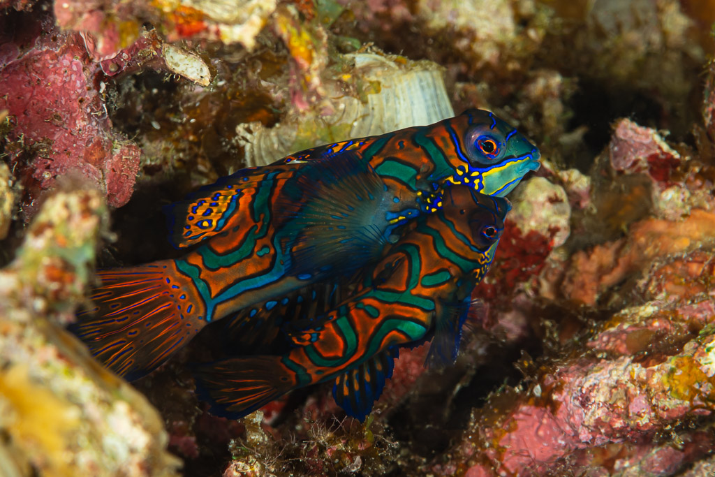 Pair of mandarinfish close together, facing right, Raja Ampat, Indonesia